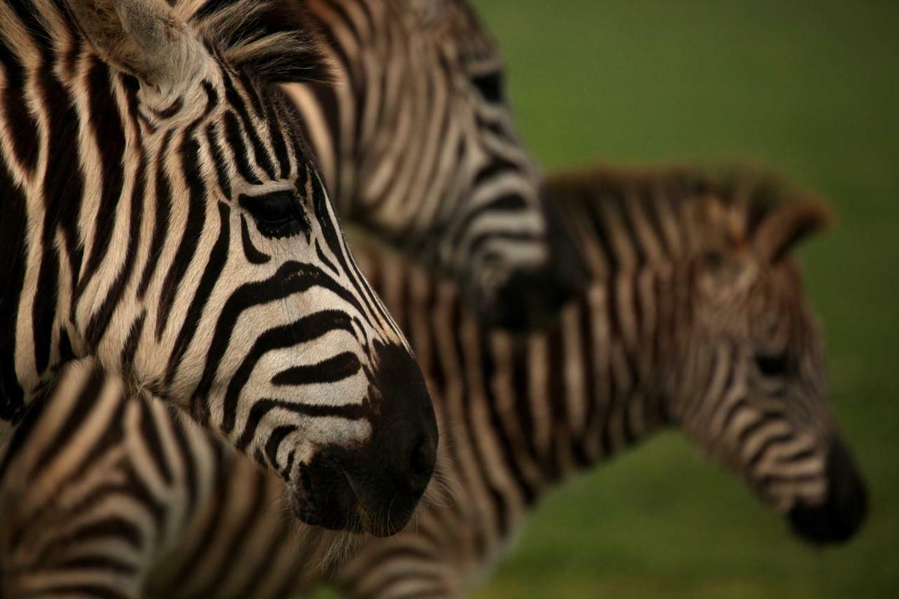 Brijuni Rooms Karmen ฟาชานา ภายนอก รูปภาพ